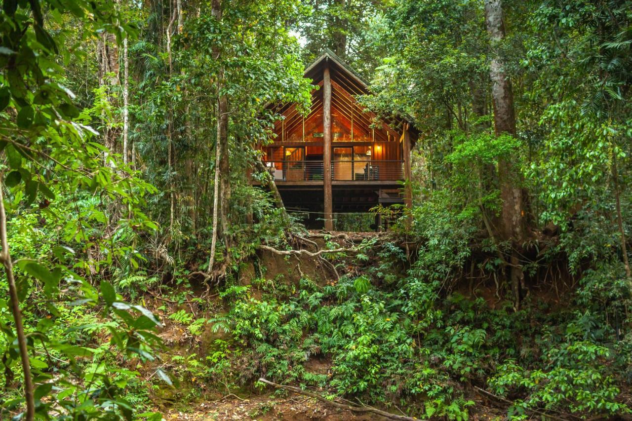 The Canopy Rainforest Treehouses & Wildlife Sanctuary Tarzali Exteriör bild